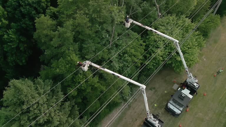 How Our Tree Care Process Works  in Somers, WI