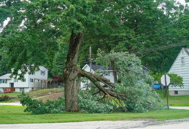 Trusted Somers, WI Tree Services Experts